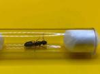 Camponotus Herculeanus mieren koningin met broed, Mieren