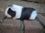 Mooi zwart bont beertje, Dieren en Toebehoren, Knaagdieren, Mannelijk, Cavia, Na 1 juli 2024, Tam