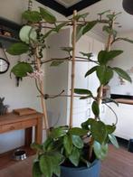 Hoya carnosa, Huis en Inrichting, Ophalen, Overige soorten, Minder dan 100 cm