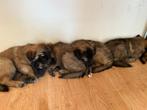 6 Belgische herderspups ( nog 4 beschikbaar ), Rabiës (hondsdolheid), 8 tot 15 weken, Meerdere, Meerdere dieren