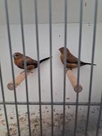 Tropenvogel, Dieren en Toebehoren, Meerdere dieren