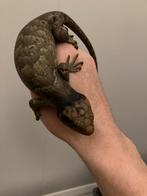 Grijpstaart skink Corucia zebrata nakweek 2026, Dieren en Toebehoren, Reptielen en Amfibieën, 0 tot 2 jaar