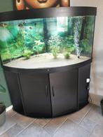 Juwel hoek aquarium 350 liter bak., Dieren en Toebehoren, Vissen | Aquaria en Toebehoren, Ophalen, Gevuld zoetwateraquarium