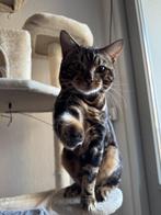 Lieve bengaal met lichte handicap, Dieren en Toebehoren, Katten en Kittens | Raskatten | Korthaar, Kater, Ingeënt, 0 tot 2 jaar