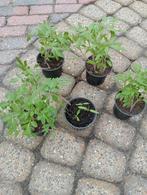 Komkommer en Tomatenplanten, Tuin en Terras, Zomer, Ophalen, Groenteplanten, Eenjarig