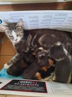 Lieve kittens 2poesjes 2 katertjes, Dieren en Toebehoren, Katten en Kittens | Overige Katten, Meerdere dieren, 0 tot 2 jaar