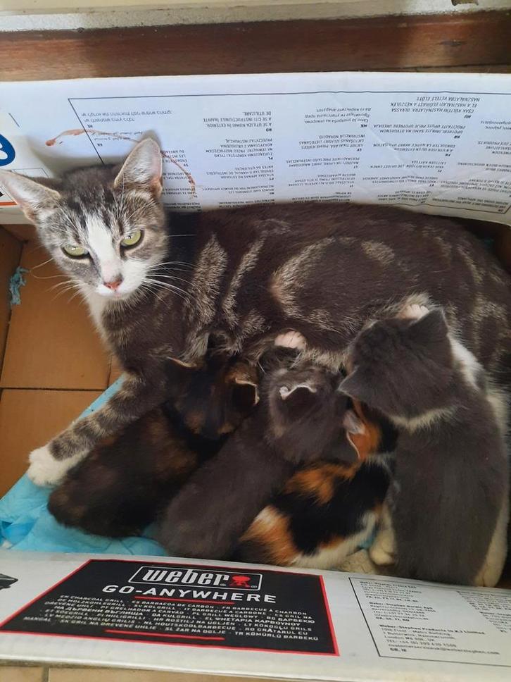 Lieve kittens 2poesjes 2 katertjes, Dieren en Toebehoren, Katten en Kittens | Overige Katten, Meerdere dieren, 0 tot 2 jaar