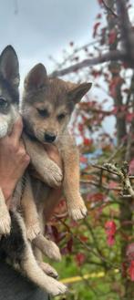 Laatste husky x akita reu!, Dieren en Toebehoren, Honden | Poolhonden, Keeshonden en Oertypen, Rabiës (hondsdolheid), Overige rassen