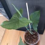 syngonium emerald green gewortelde stek nr 4, Huis en Inrichting, Kamerplanten, Ophalen of Verzenden, Halfschaduw, Minder dan 100 cm