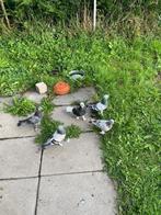 Seferli kuşlar canlı izletirim takla Duiven, Dieren en Toebehoren, Vogels | Duiven, Meerdere dieren, Overige soorten