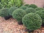 Schitterende taxusbollen, Tuin en Terras, Planten | Struiken en Hagen, Ophalen of Verzenden, Taxus, Struik, Minder dan 100 cm