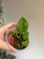 Epipremnum global green, plantje uit wetstick, Ophalen of Verzenden, Halfschaduw, Minder dan 100 cm