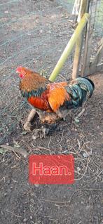 Broedeieren legkippen, en brahma's., Geslacht onbekend, Kip