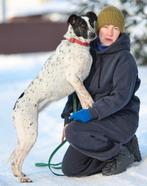 Mag ik bij jou? Domino., Dieren en Toebehoren, Honden | Niet-rashonden, Particulier, Buitenland, Teef, Parvo