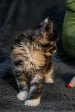 Maine Coon met stamboom en twee jaar garantie!, Dieren en Toebehoren, Katten en Kittens | Raskatten | Langhaar, Meerdere dieren