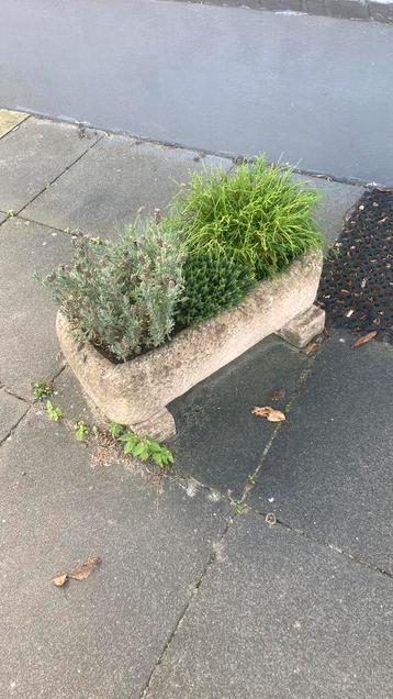 2 betonnen plantenbakken met vulling beschikbaar voor biedingen