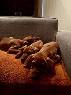 Heel lieve Vizsla pups, Dieren en Toebehoren, Particulier, Rabiës (hondsdolheid), 8 tot 15 weken, Buitenland