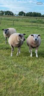 3 Ram lammeren dekrammen bleu du maine x Texelaar x Rouge, Mannelijk, Schaap