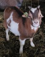 Klein dwergbokje met 1 oor, Dieren en Toebehoren, Mannelijk, Geit, 0 tot 2 jaar