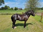 3 jarige Falabella hengst, Dieren en Toebehoren, Pony's, Hengst, A pony (tot 1.17m), Gechipt, 3 tot 6 jaar