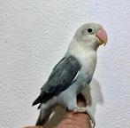 Schitterende tamme jonge Agapornis Fischeri, Dwergpapegaai of Agapornis, Tam