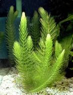 Aquarium stekjes Hoornblad, Dieren en Toebehoren, Vissen | Aquaria en Toebehoren, Ophalen of Verzenden, Plant(en), Steen of Hout