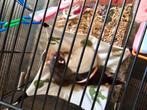 3 dames tamme ratjes, Rat, Maart, Vrouwelijk, Tam