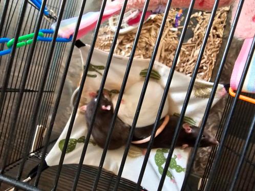 3 dames tamme ratjes, Dieren en Toebehoren, Knaagdieren, Vrouwelijk, Rat, Maart, Tam