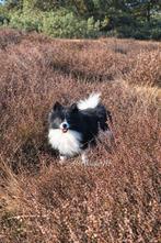 Ekko 🩵 pomeranian / dwergkees dekreu. getest=vrij, Dieren en Toebehoren, Nederland, Reu, Parvo, Eén hond