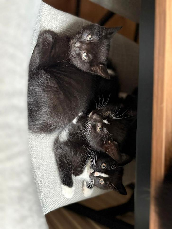 Kittens, Dieren en Toebehoren, Katten en Kittens | Raskatten | Korthaar, Meerdere dieren, Ontwormd