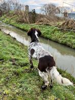 Nest aankondiging voor heidewachtel pups kleinemunsterlander, Dieren en Toebehoren, Honden | Setters en Staande honden, Overige rassen