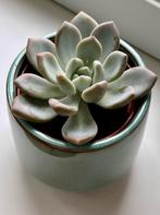 Echeveria met pot, Ophalen, Volledige schaduw, In pot, Minder dan 100 cm