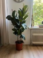 Ficus Elastica, Huis en Inrichting, Kamerplanten, Ophalen, Ficus, Halfschaduw, Minder dan 100 cm