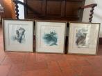 Set van 3 schilderijen Wilhelm Bühler – natuurillustraties, Ophalen, Minder dan 50 cm, Gebruikt, Oorspronkelijke maker