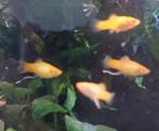 Oranje Platy's 10 stuks, Vis, Zoetwatervis