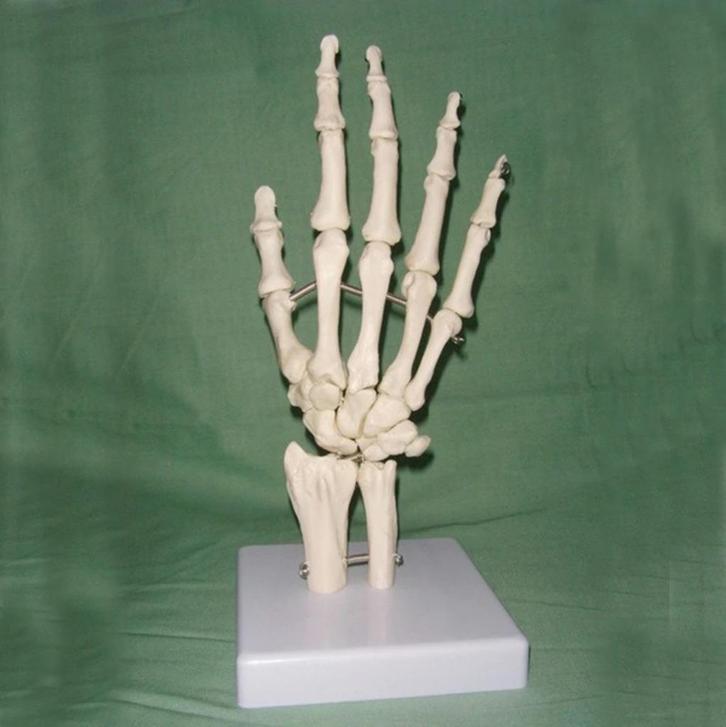 Hand Menselijk Anatomie Model / School Botten Skelet Medisch, Diversen, Schoolbenodigdheden, Nieuw, Verzenden
