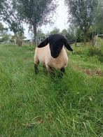 Suffolk ram ramlam, Dieren en Toebehoren, Schapen, Geiten en Varkens, Mannelijk, Schaap, 0 tot 2 jaar