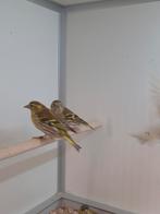 5-5 Europese sijs pastel en bruin, Meerdere dieren, Wildzangvogel, Geringd