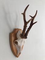 Diverse reebokgeweitjes uit Zweden, Ophalen of Verzenden, Zo goed als nieuw, Hert, Gewei of Kop