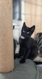 Lieve tijger en zwart-wit kittens zoeken een huisje, Dieren en Toebehoren, Katten en Kittens | Overige Katten, Meerdere dieren