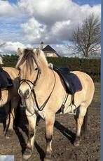 Verzorger/bijrijder gezocht, Dieren en Toebehoren, Ophalen of Verzenden, Nieuw, Overige soorten