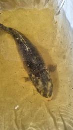 Ghost koi, 40 cm., Karper of Koi