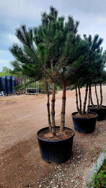 Pinus nigra❗️🌲meerstam🌲❗️ beschikbaar voor biedingen