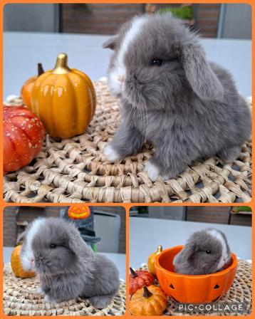 Minilop konijntje Feh/blauw bont  beschikbaar voor biedingen