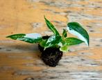 Alocasia Green Bambino Variegata plug, baby plant, Huis en Inrichting, Kamerplanten, Ophalen of Verzenden, Overige soorten, Minder dan 100 cm