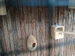 Bichenow astrilde, Dieren en Toebehoren, Vogels | Overige Vogels, Meerdere dieren, Geringd