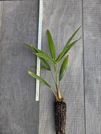 trachycarpus fortunei palm 25 tot 35 cm hoog 3 jaar, Ophalen of Verzenden, Bloeit niet, Overige soorten, Halfschaduw