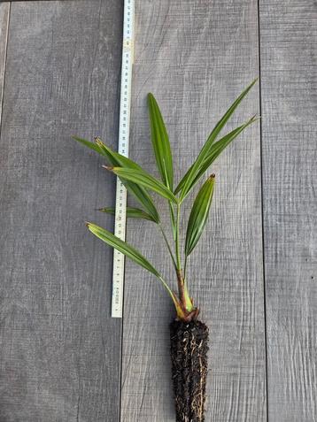 trachycarpus fortunei palm 25 tot 35 cm hoog 3 jaar beschikbaar voor biedingen