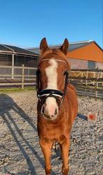 Vriendelijke C pony aangeboden, Dieren en Toebehoren, Ruin