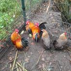 Hollandse kriel, Dieren en Toebehoren, Pluimvee, Meerdere dieren, Kip